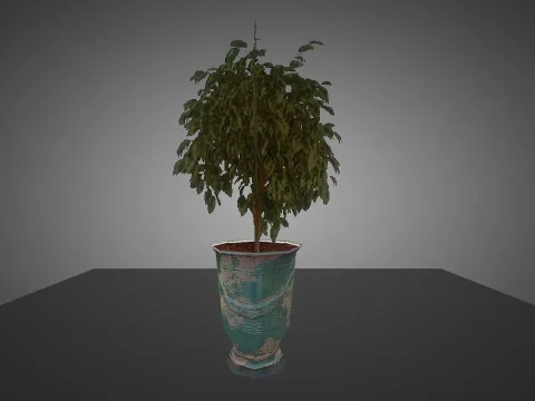 Plant