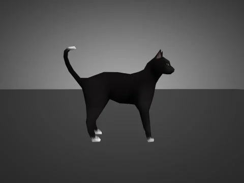 Black Cat for Chicken