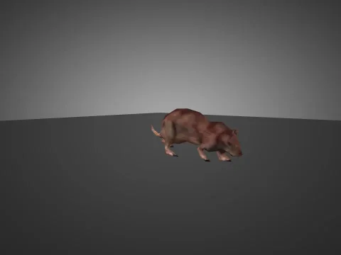 HL1 Rat